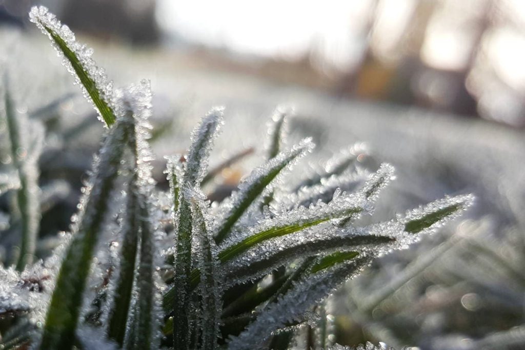 How To Keep Your Lawn Healthy During Winter GroundMasters Landscape 