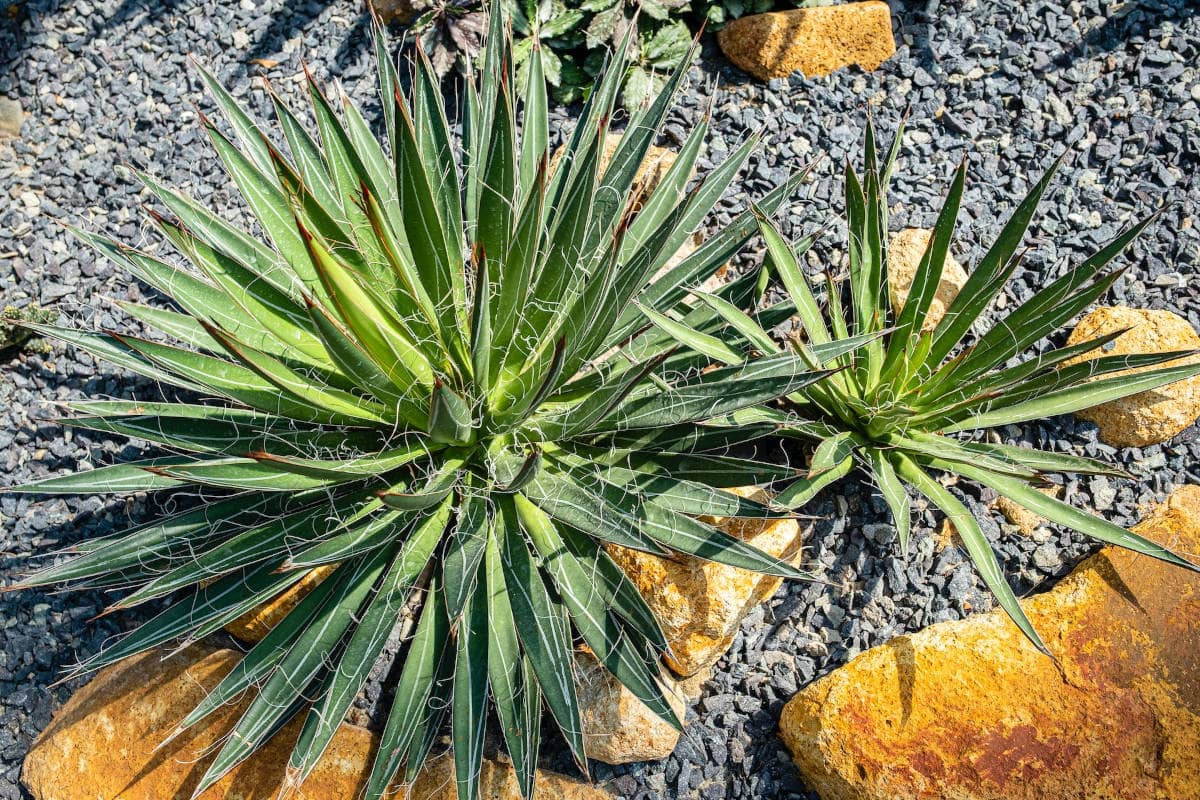 Agave plant in a gravel bed