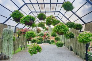 Covered garden area with hanging plants overhead