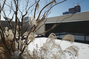 Close-up of a tree and plants in winter, with a snow-covered landscape and building in the background